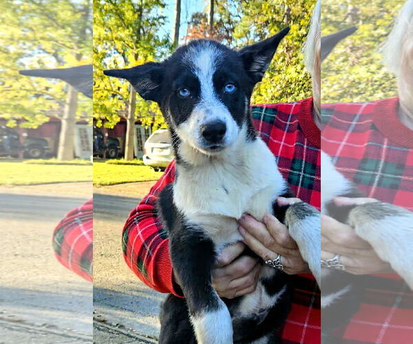 Medium Photo #3 Mutt Puppy For Sale in Wakefield, RI, USA