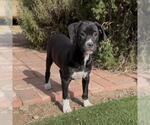 Small #3 Colonial Cocker Spaniel Mix