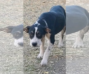 Mutt Dogs for adoption in Minneapolis, MN, USA