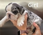 Small Photo #7 English Bulldog Puppy For Sale in HENDERSON, NV, USA