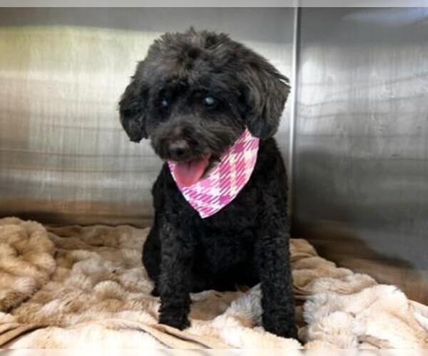 Medium Photo #1 Poodle (Miniature)-Unknown Mix Puppy For Sale in Orange, CA, USA