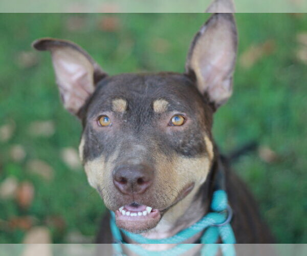 Medium Photo #9 American Pit Bull Terrier-Australian Kelpie Mix Puppy For Sale in Cookeville, TN, USA