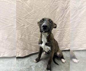 German Shepherd Dog-Unknown Mix Dogs for adoption in Rosenberg, TX, USA