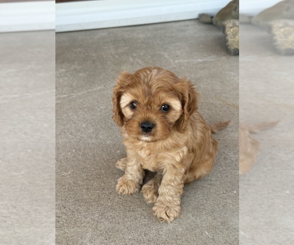 Medium Photo #4 Cavapoo (Miniature) Puppy For Sale in SAINT FRANCIS, MN, USA