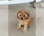 Small #3 Cavapoo (Miniature)