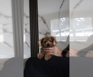 Poodle (Toy) Puppy for sale in PORTLAND, OR, USA