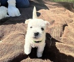 Small #9 West Highland White Terrier