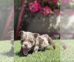 Small Photo #10 Bulldog Puppy For Sale in LOS ANGELES, CA, USA