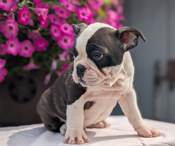 Medium Photo #36 Faux Frenchbo Bulldog Puppy For Sale in GOSHEN, IN, USA