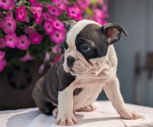 Medium Faux Frenchbo Bulldog