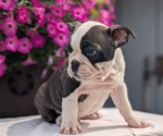 Puppy Nash Faux Frenchbo Bulldog
