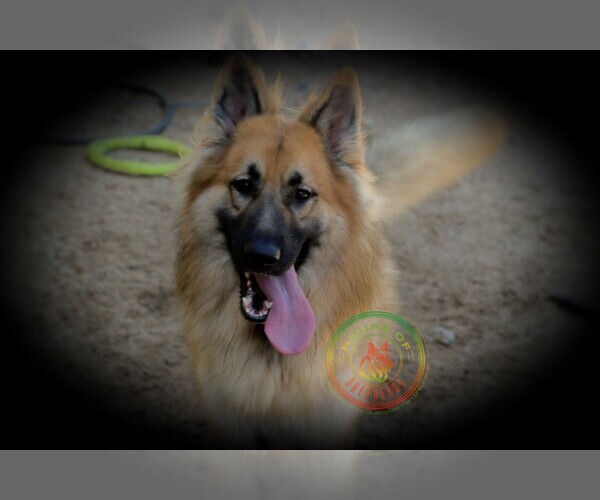 Medium Photo #1 German Shepherd Dog Puppy For Sale in BROOKSVILLE, FL, USA
