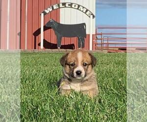 Cowboy Corgi Puppy for sale in WEST POINT, IA, USA