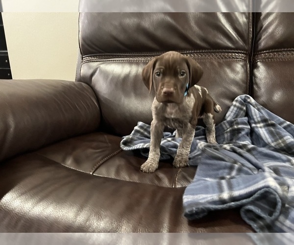 Medium Photo #4 German Shorthaired Pointer Puppy For Sale in MERRIAM, KS, USA