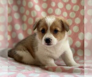 Pembroke Welsh Corgi Puppy for sale in MECHANICSVILLE, MD, USA