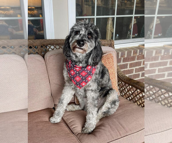 Medium Photo #1 Aussiedoodle Puppy For Sale in COLUMBIA, MD, USA