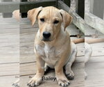 Bailey 4 months AVA 9/30 - Female Labrador Retriever-Unknown Mix Dog for Adoption - Small photo