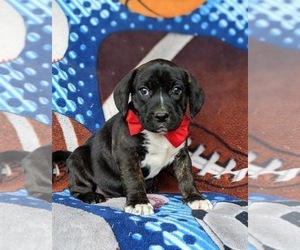Frengle Puppy for sale in LINCOLN UNIVERSITY, PA, USA