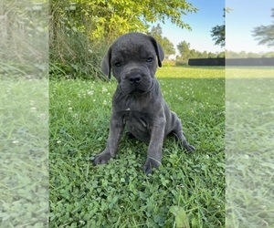 Cane Corso Puppy for sale in FREDERICKSBURG, OH, USA