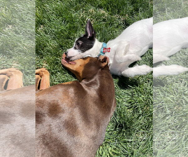 Medium Photo #10 Mutt Puppy For Sale in Escondido, CA, USA