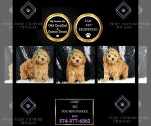 Poodle (Toy) Puppy for sale in WARSAW, IN, USA