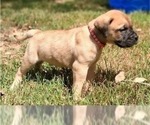 Small #1 Bullmastiff
