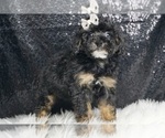 Puppy Bia F1 YorkiePoo