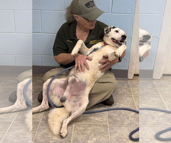 Medium Photo #22 English Setter-Labrador Retriever Mix Puppy For Sale in Rustburg, VA, USA