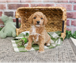 Small #22 Poodle (Miniature)