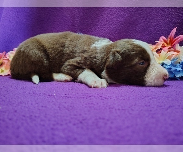 Medium Photo #13 Border Collie Puppy For Sale in NORBORNE, MO, USA