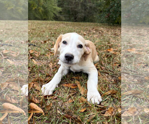 Medium Photo #2 Golden Labrador Puppy For Sale in Attalka, AL, USA