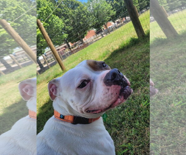 Medium Photo #17 American Staffordshire Terrier-Boxer Mix Puppy For Sale in Caribou, ME, USA