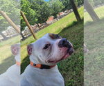 Small #16 American Staffordshire Terrier-Boxer Mix