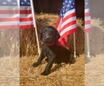 Puppy Black Female Labradoodle