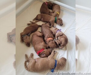 Poodle (Standard) Puppy for sale in WILSON, CT, USA