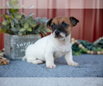 Puppy Gracie Jack Russell Terrier