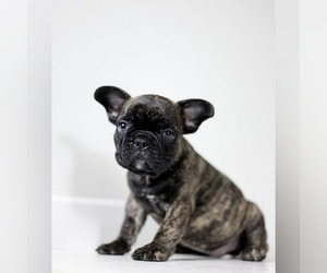 French Bulldog Puppy for sale in GLENDALE, CA, USA
