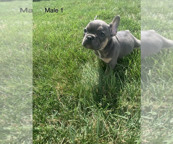 Medium Photo #11 French Bulldog Puppy For Sale in FRASER, MI, USA
