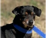Small Photo #1 Dorgi Puppy For Sale in Yardley, PA, USA