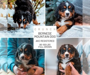 Bernese Mountain Dog Puppy for Sale in AM FORK, Utah USA