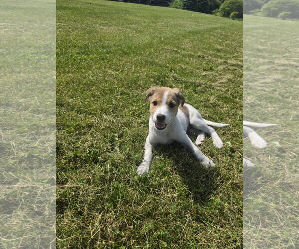 Medium Photo #2 Aussiedor Puppy For Sale in SHERBURNE, NY, USA