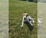 Small Photo #2 Aussiedor Puppy For Sale in SHERBURNE, NY, USA