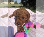 Small Photo #5 Cavapoo Puppy For Sale in HOLDEN, MO, USA