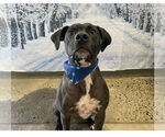 Small Photo #8 Beagle-Unknown Mix Puppy For Sale in Greensboro, NC, USA