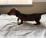 Puppy Red Boy Dachshund