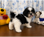Small #3 Shih Tzu