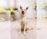 Small Shiba Inu Mix