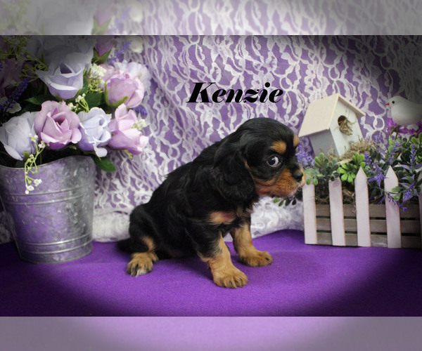 Medium Photo #16 Cavalier King Charles Spaniel Puppy For Sale in CHANUTE, KS, USA