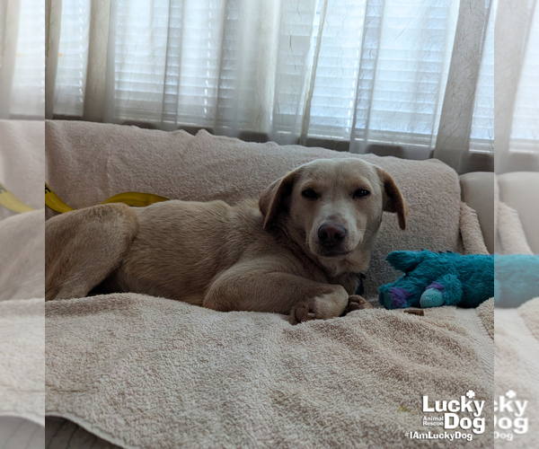 Medium Photo #6 Labrador Retriever-Unknown Mix Puppy For Sale in Washington, DC, USA