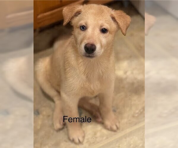 Medium Photo #1 Labsky Puppy For Sale in Evansville, IN, USA